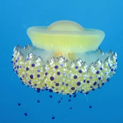 Красивые медузы стоковое изображение. изображение насчитывающей тварь -  68770499
