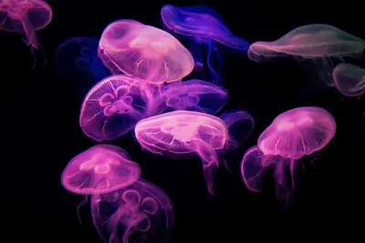 Красивые разноцветные медузы в аквариуме :: Стоковая фотография ::  Pixel-Shot Studio