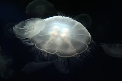 Красивые медузы в море, акварельный …» — создано в Шедевруме