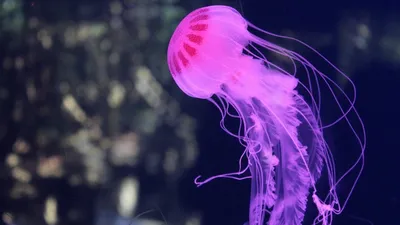Красивые Медузы — стоковые фотографии и другие картинки Жгучая медуза -  Жгучая медуза, Тихий Океан, Аквариум - iStock