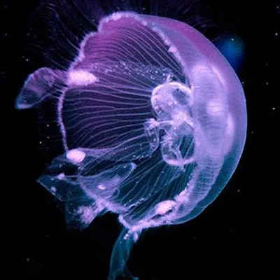 медуза,Jellyfish,美杜莎,해파리 | Blue jellyfish, Purple wallpaper, Jellyfish