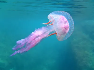 Красивая медуза - онлайн-пазл