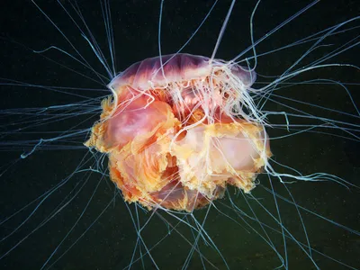 Медузы с виду такие красивые и нежные | Пикабу