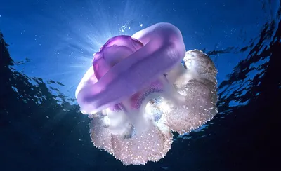 Медуза с фиолетовой каемкой в черном море (40 фото) - 40 фото