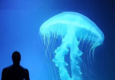 Красивые медузы под открытым морем в море в Греции Стоковое Фото -  изображение насчитывающей изображение, около: 108603486
