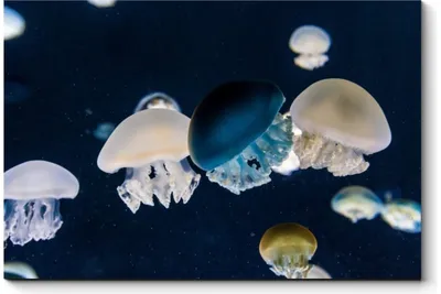 Медузы светятся. подводный мир. …» — создано в Шедевруме