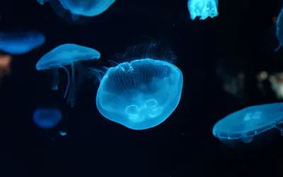 Красивые медузы в море» — создано в Шедевруме