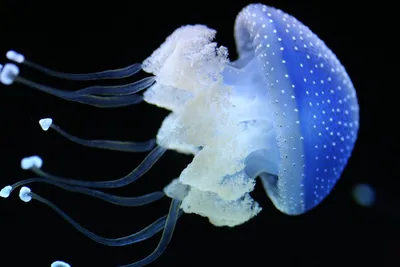 Красивые медузы в аквариуме - YouTube