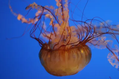Сиреневые медузы в черном море - 66 фото