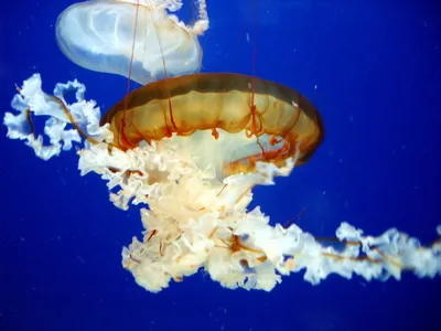 30 фото медуз — самых невероятных морских обитателей - Фото-Мир и обо  всем... - 1 марта - 43300776196 - Медиаплатформа МирТесен