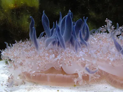 Медуза хрисаора (49 фото) - 49 фото