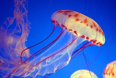 194. В мире медуз: самые красивые и яркие медузы