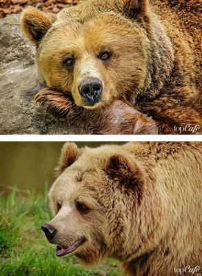 Красивые медведей фото