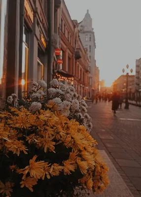 autumn aesthetics arbat street в 2023 г | Закаты, Улица, Осень