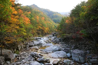 Кленовая осень в Корее: лучшие места страны с золотисто-красными пейзажами  | Ассоциация Туроператоров