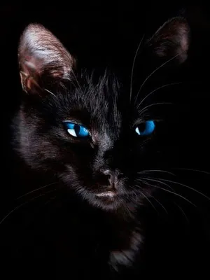 Черные кошки красивые на аватарку - картинки и фото koshka.top