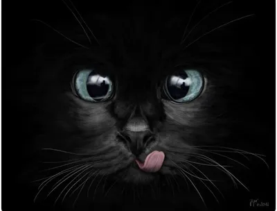 Черные кошки красивые на аватарку (55 фото) - подборки картинок fonowik.club