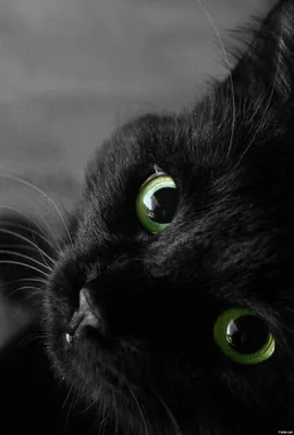 Черные кошки красивые на аватарку - картинки и фото koshka.top