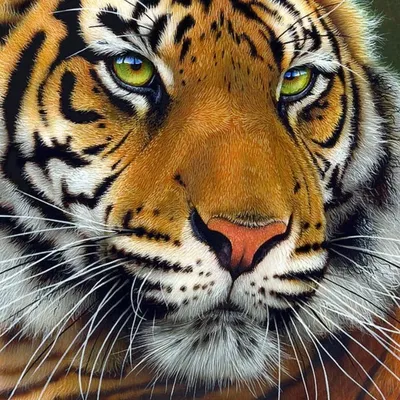 Красивые на аватарку картинка #408655 - Тигрицы красивые на аватарку -  картинки и фото koshka.top - скачать