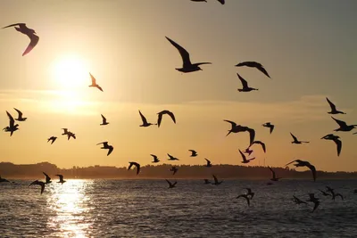 Море птицы - 61 фото: смотреть онлайн