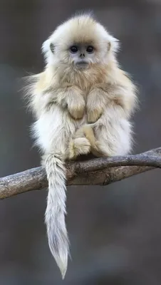 Красивые обезьяны фото