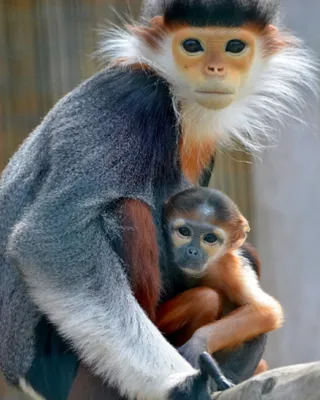 https://altezza.travel/articles/colobus-monkey