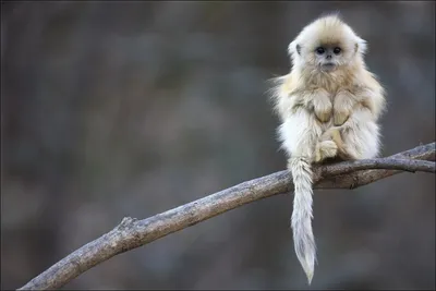 Красивые обезьяны Macaco в лесе Стоковое Изображение - изображение  насчитывающей взорвать, обезьяны: 58167391