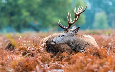 Красивые новогодние картинки с северным оленем 🦌🎅🛷 | Волшебный мир  иллюстраций | Дзен