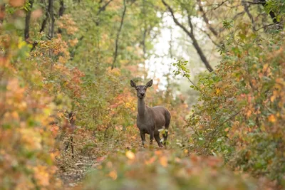 Обои Олень, милые животные, лес, Deer, cute animals, forest, Животные #4575