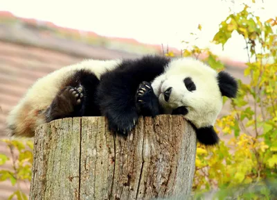 Красивые панды фото