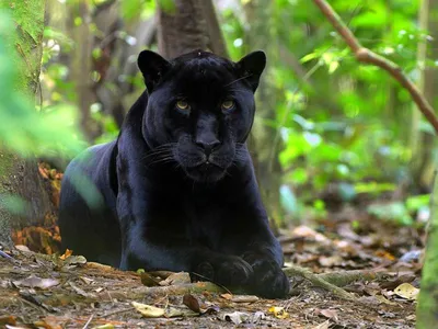 Красивые Фото Изящной Черной Леопарда - Пантера Фотография, картинки,  изображения и сток-фотография без роялти. Image 24090970