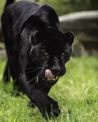 Черная Пантера: завораживающе красивые кадры