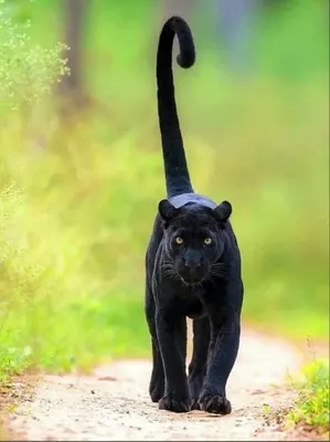 Красивая черная пантера с зелеными …» — создано в Шедевруме