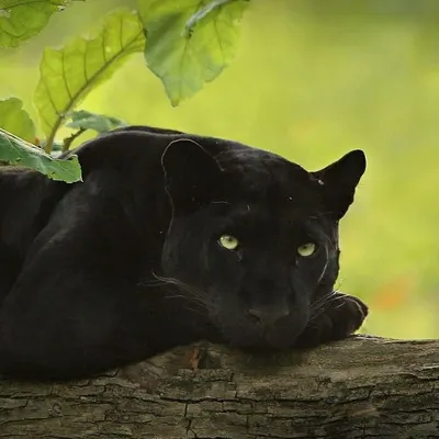Классные картинки с черным ягуаром (62 фото)