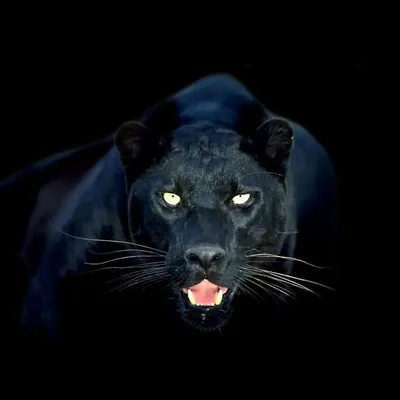 Black panther - The real Ghost of the forest! - YouTube