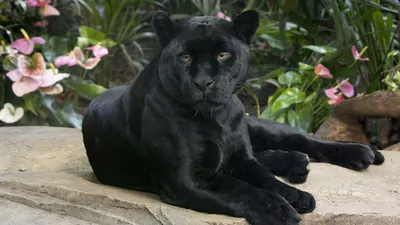 Красивая черная пантера | Павел Подзюбан | Дзен