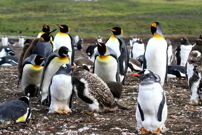 Красивые пингвинов фото