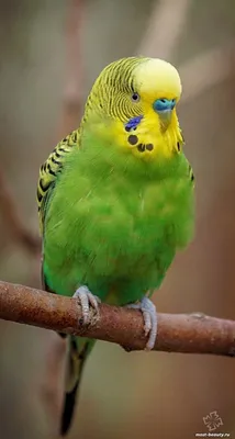 Красивые попугаи фото