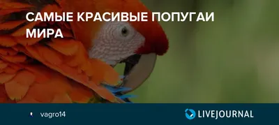 Красивые Попугаи Разных Цветов — стоковые фотографии и другие картинки  Неразлучник - Неразлучник, Волнистый попугайчик, Белый - iStock