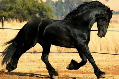 Породистые скакуны: самые дорогие лошади мира - кони, лошади, фото, пони,  масть, порода | Обозреватель | OBOZ.UA