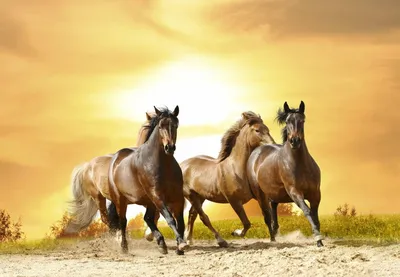 Про100 красивые ЛОШАДИ — Разное | OK.RU | Красивые лошади, Лошадиные  породы, Любовь лошадей