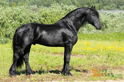Графство породы 2 красивое большое лошадей Стоковое Фото - изображение  насчитывающей бобра, лошади: 121800898