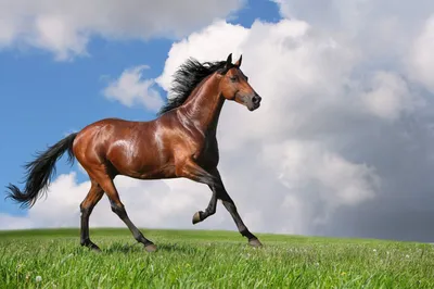 Арабская лошадь: фото, истооия, описание породы | Pet7