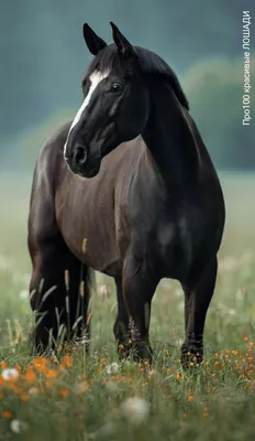Красивая лошадь породы пинто с …» — создано в Шедевруме