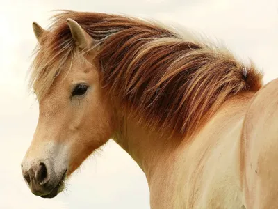 Самые редкие породы лошадей - Парк природи Беремицьке