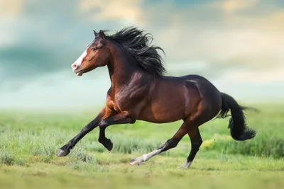 5 красивых пород лошадей, в которых можно влюбиться с первого взгляда -  Рамблер/новости