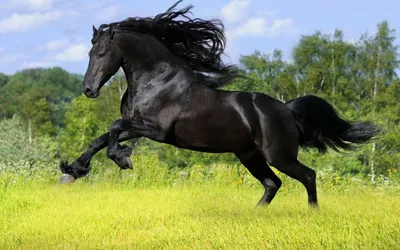 Самые редкие породы лошадей - Парк природи Беремицьке