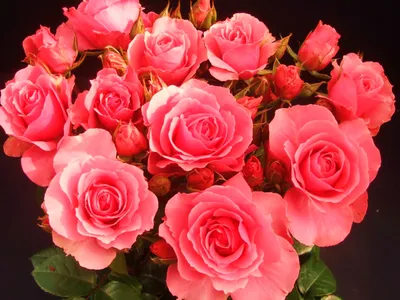 Картинка Красивые розы » Розы картинки (255 фото) - Картинки 24 » Картинки  24 - скачать картинки бесплатно