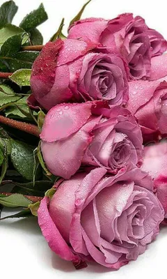 Открытки розы красивые - 78 фото