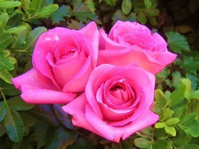 Картинка Три красивые розы » Розы картинки (255 фото) - Картинки 24 »  Картинки 24 - скачать картинки бесплатно